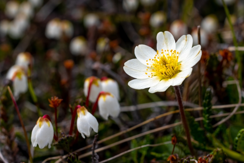 Reinrose_Kantlyng_FotoLukasTietgen Reinrose_Kantlyng_FotoLukasTietgen