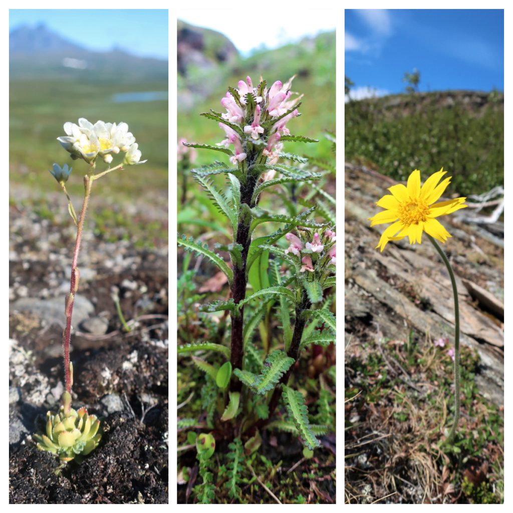 Nordlig Bergjunker, Lodnemyrklegg og fjellsolblom Nordlig Bergjunker, Lodnemyrklegg og fjellsolblom